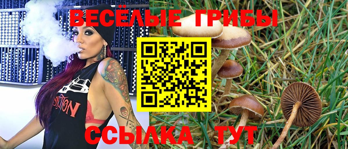 Псилоцибиновые грибы Psilocybe Заинск